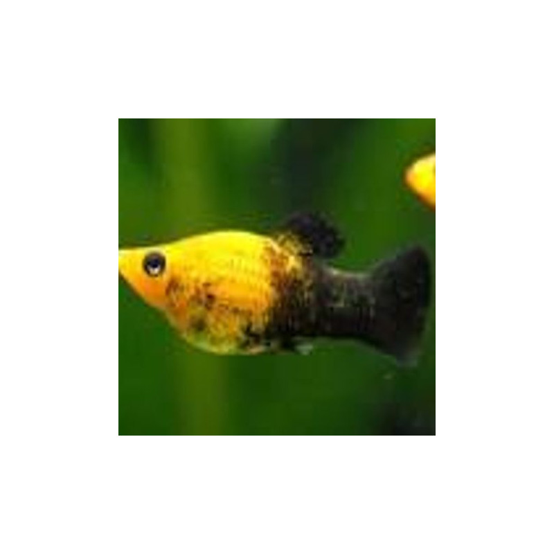 Anableps Anableps poisson aux quatre yeux 6-8cm          24,50 €