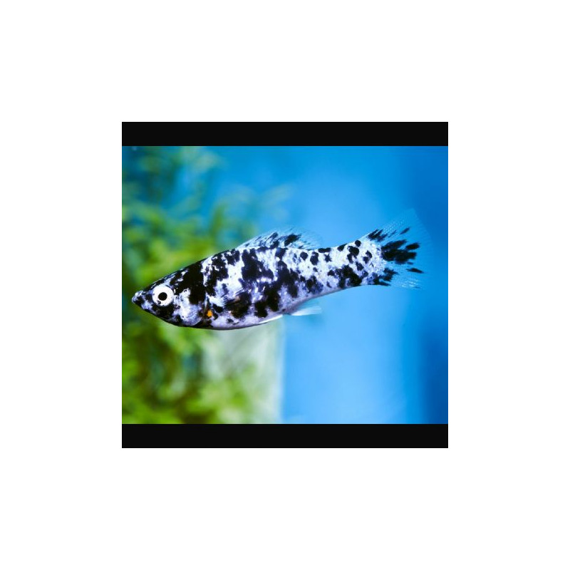 Jordanella Floridae 3-4cm lot de 2 12,50 €