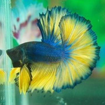 Betta mâle Halfmoon moutarde (Les patrons de coloration peuvent var...