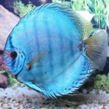 Discus Cobalt Stendker d'élevage Allemand 12cm le lot de 2