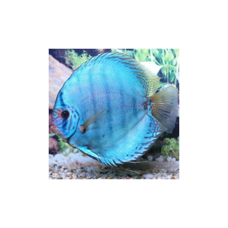 Discus Cobalt Stendker d'élevage Allemand 12cm le lot de 2