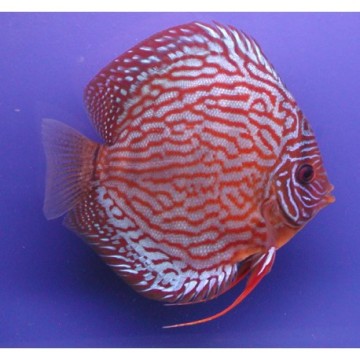 Discus Turquoise rouge Stendker d'élevage Allemand 5 cm