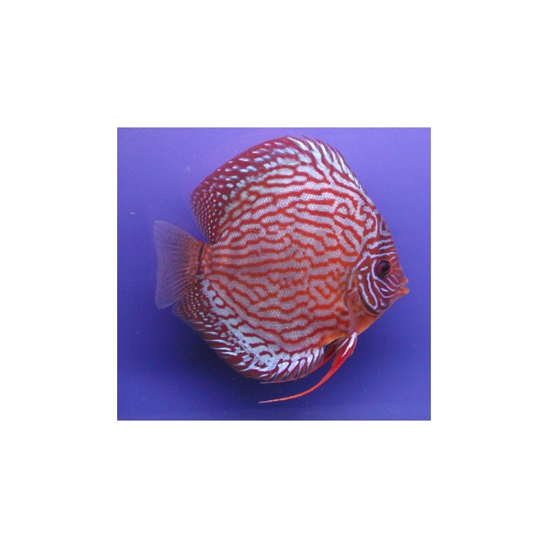 Discus Turquoise rouge Stendker d'élevage Allemand 5 cm