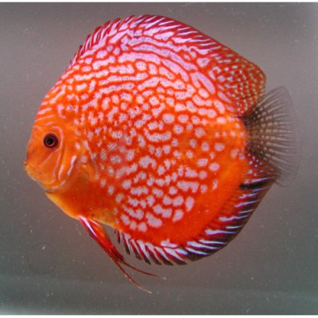 Discus Checkerboard Stendker d'élevage 14cm