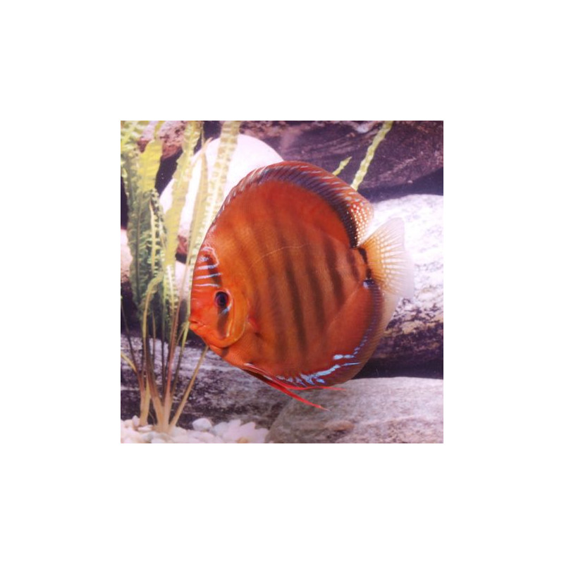 Discus  Santarem Stendker d'élevage Allemand 10 cm le lot de 2