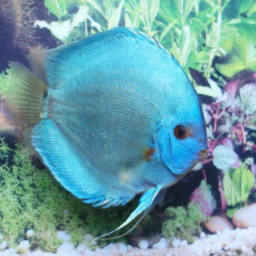 Discus Diamants bleus Stendker d'élevage Allemand 10 cm 