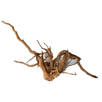 Raçines Spiderwood au Kg 19,95 €