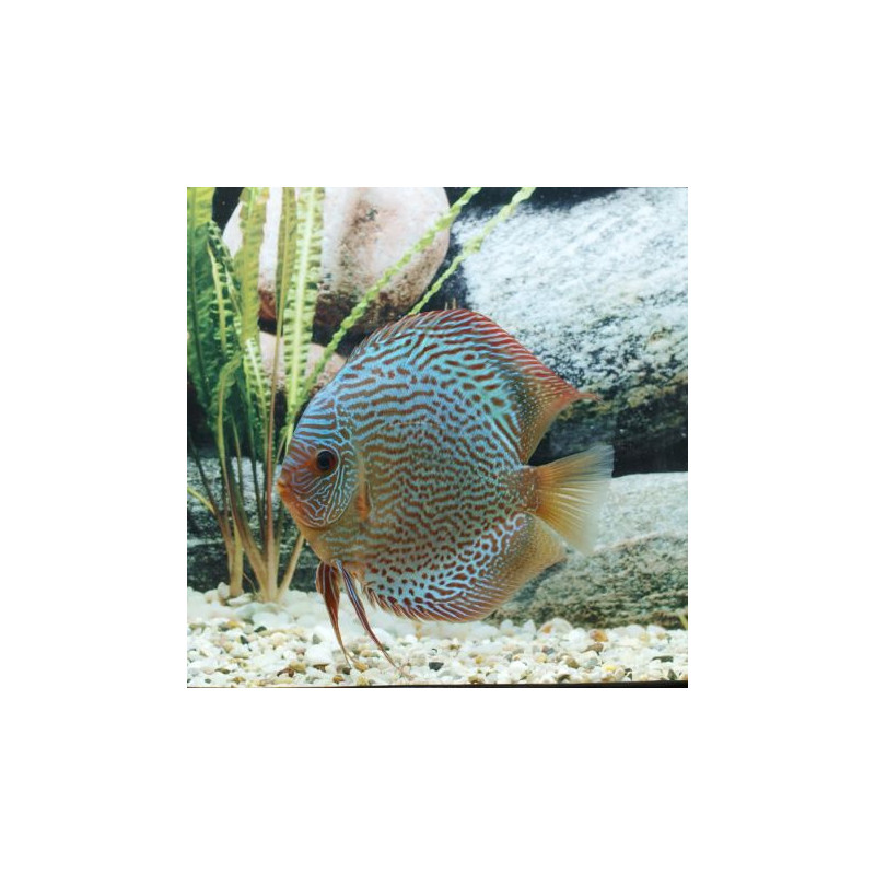 Discus Snake Skin bleus Stendker d'élevage Allemand 12 cm le lot de 2