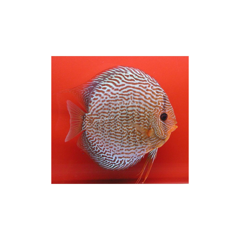 Discus Snake Skin rouges Stendker d'élevage Allemand 12 cm