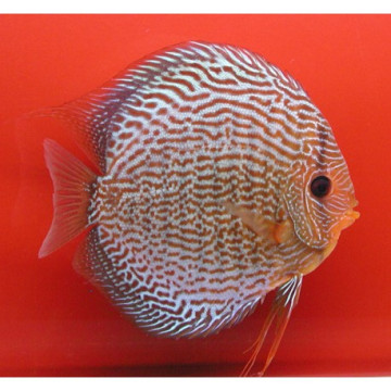 Discus Snake Skin rouges Stendker d'élevage Allemand 15-16 cm 