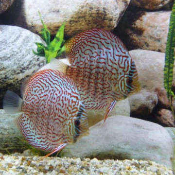 Discus German Wonder 10cm le lot de 2 MAGNIFIQUE