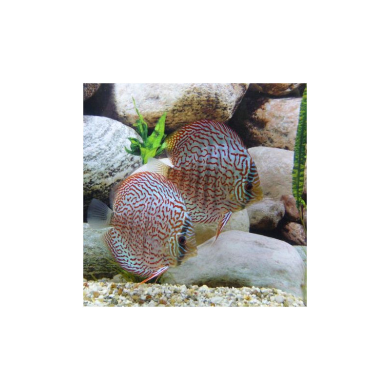 Discus German Wonder 10cm le lot de 2 MAGNIFIQUE