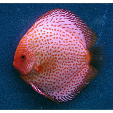 Discus White Leopard 15-16 cm