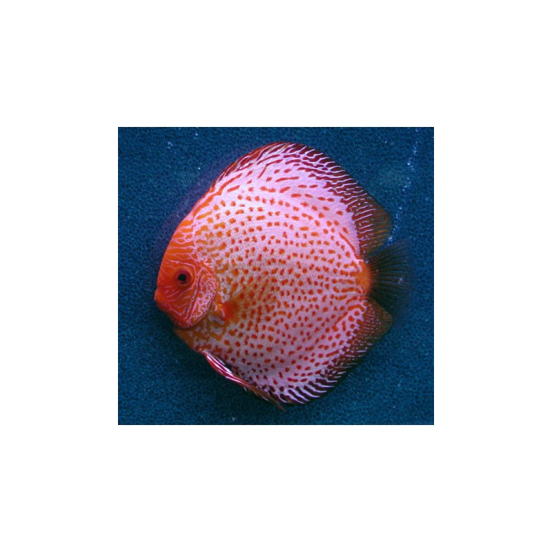 Discus White Leopard 15-16 cm