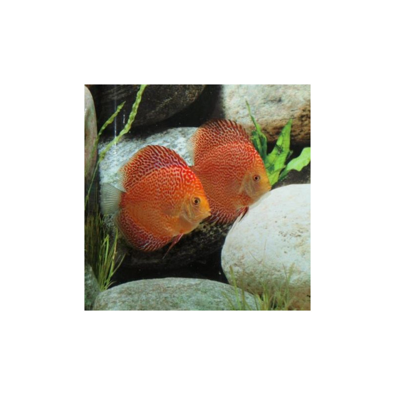 Discus Red Leopard 14 cm