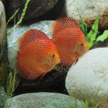 Discus Red Leopard 14 cm le lot de 2