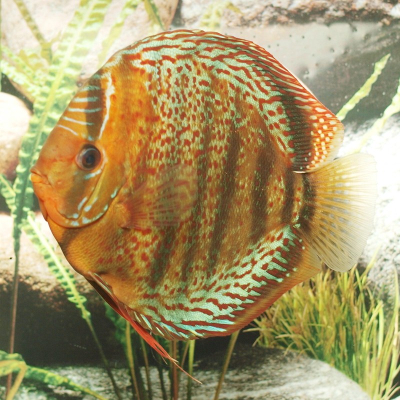 Discus Téfé Stendker 12 cm