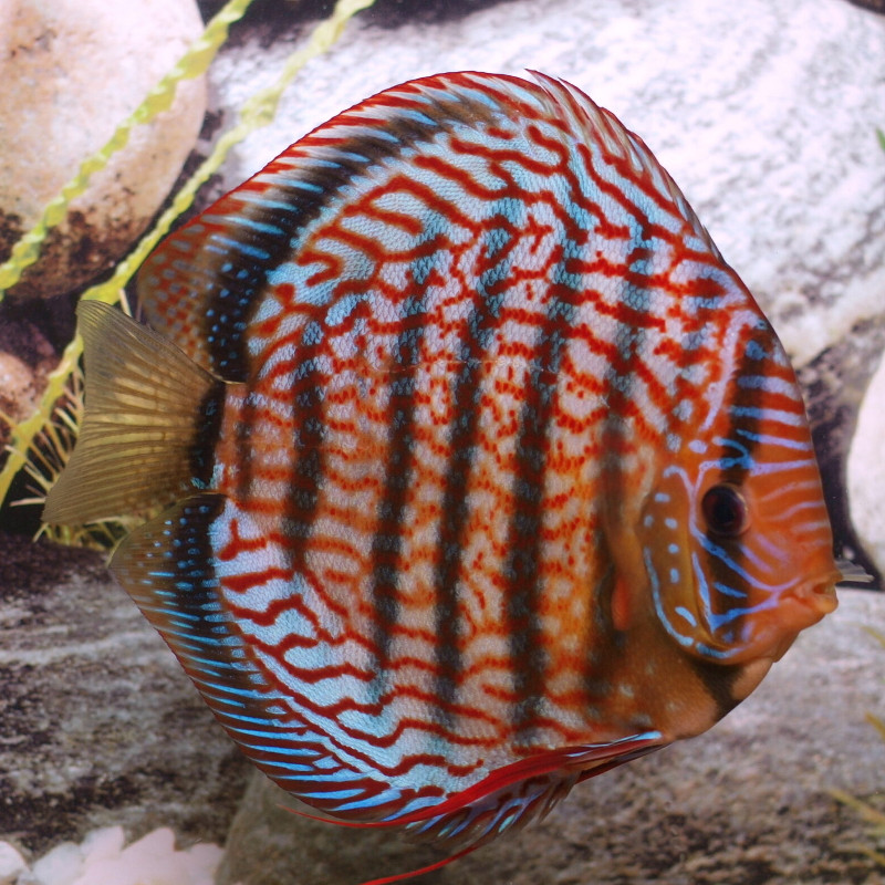 Discus Red Scribbelt Stendker 14 cm