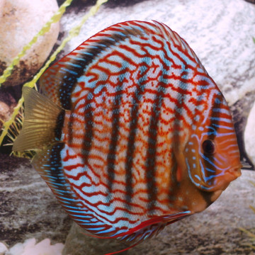 Discus Red Scribbelt 10 cm