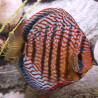 Discus Red Scribbelt Stendker 12 cm