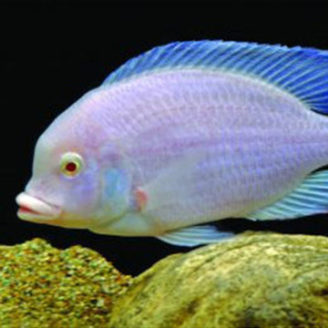 Cyrtocara Moorii ALBINOS 5-6cm