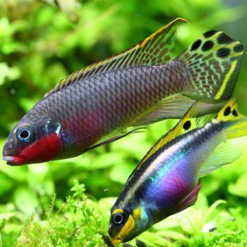 Pelvicachromis taeniatus Nigeria Red 