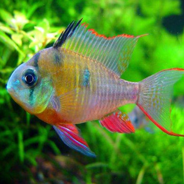 Mikrogeophagus altispinosus xl lot de 2