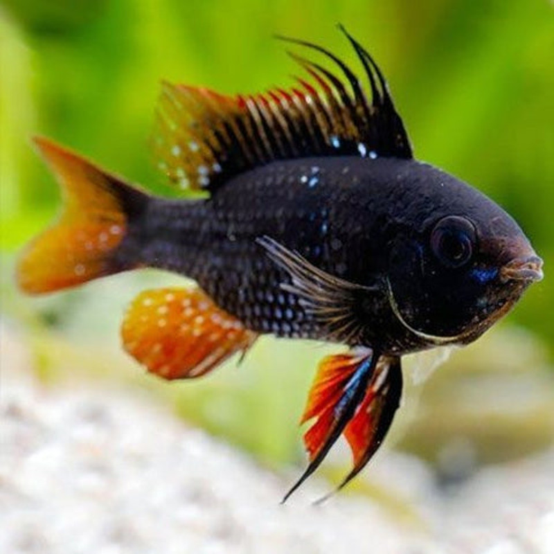 Apistogramma-Mikrogeophagus Ramirezi black 