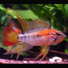 Apistogramma viejita rouge 3-4cm            