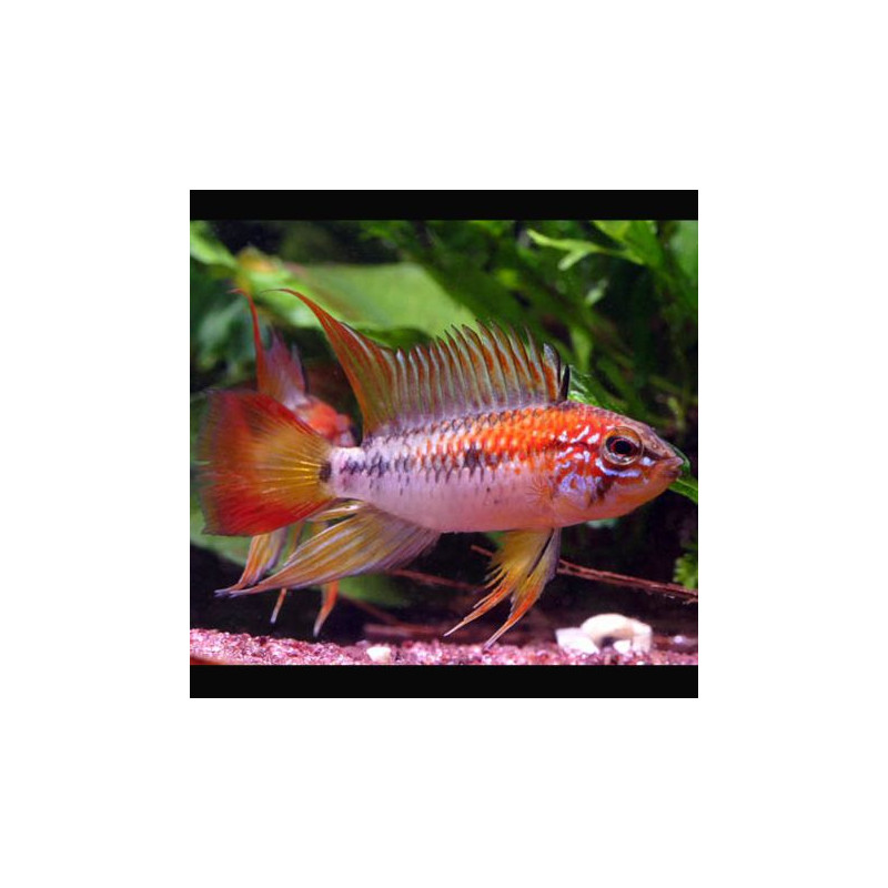 Apistogramma viejita super rouge le couple            