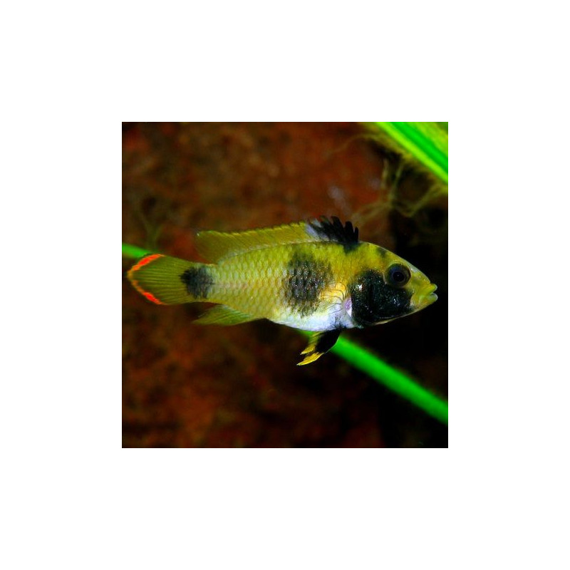 Apistogramma Nijsseni 3-4cm le couple