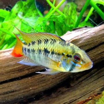 Apistogramma Macmasteri le couple