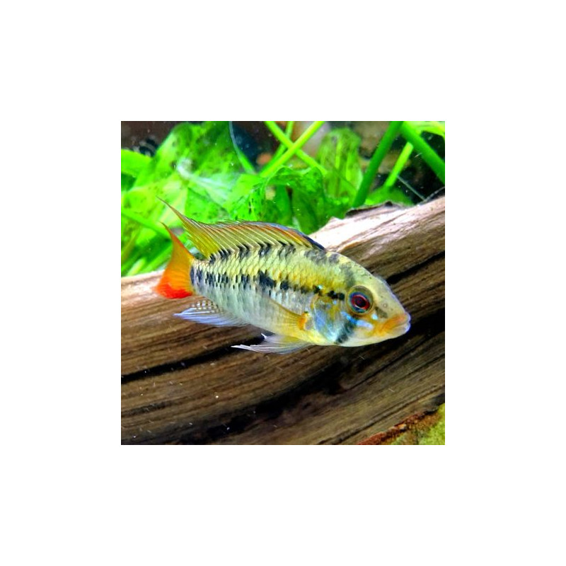 Apistogramma Macmasteri le couple