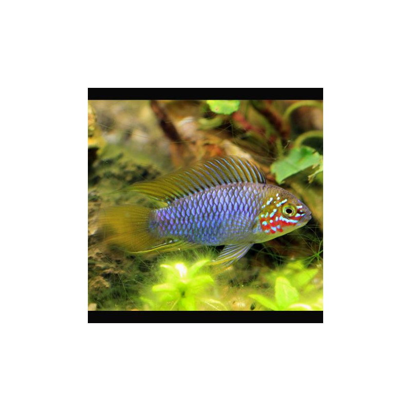 Apistogramma borelli Opal le couple               