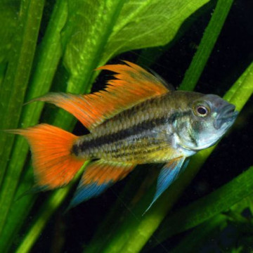 Apistogramma Cacatuoides Orange le couple