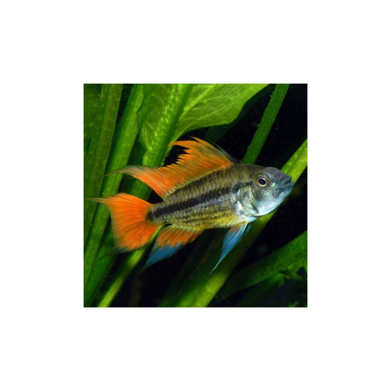 Apistogramma Cacatuoides Orange le couple