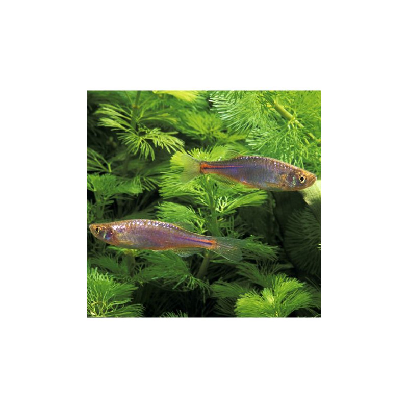 Danio Albolineatus - Danio Arc-en-ciel 1-2cm lot de 10          