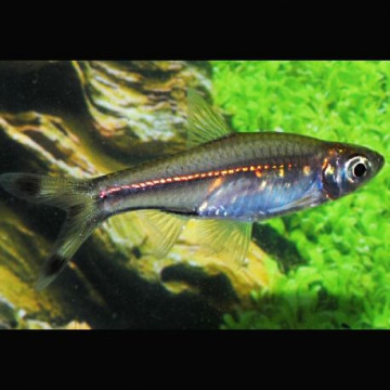 Rasbora Trilineata - Ciseaux 3-4cm lot de 10