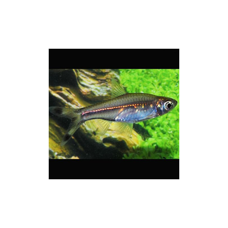 Rasbora Trilineata - Ciseaux 3-4cm lot de 10