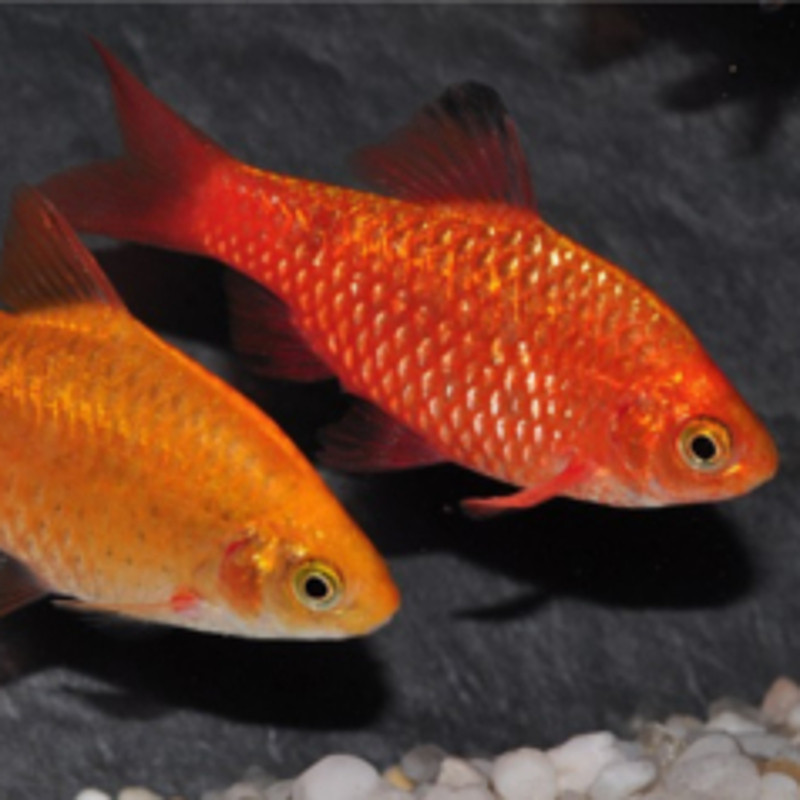 Pethia Conchonius brillants couple 4-5cm