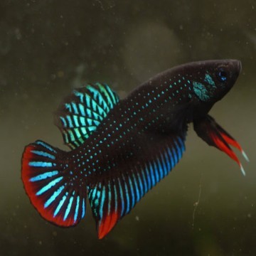 Betta imbellis