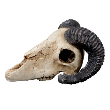 Boyu décoration WP023L Ram Skull