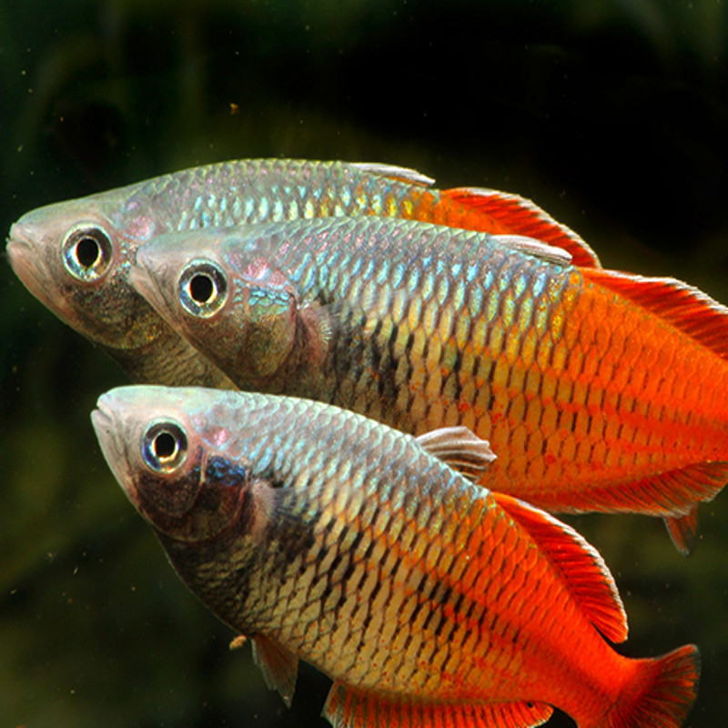 Melanotaenia boesmani red "aves creek" lot de 2