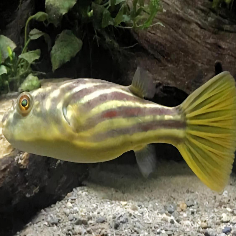 Tetraodon Fahaka / Lineatus small