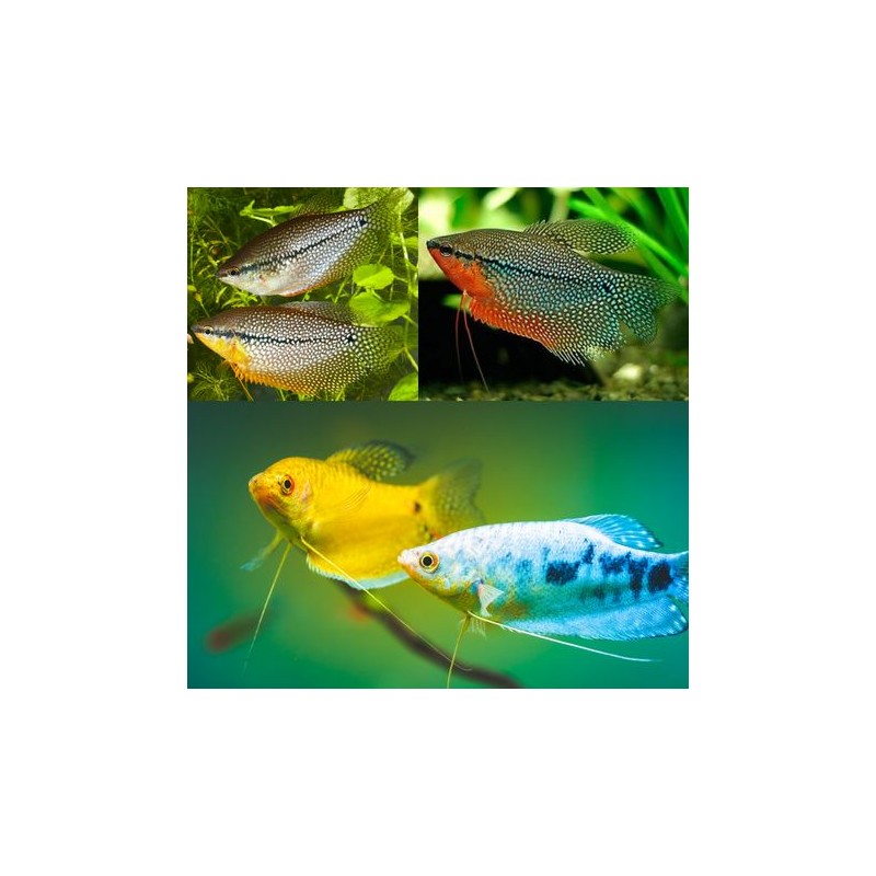 Trichogaster Trichopterus - Gouramis assortis 6-8 cm lot de 4