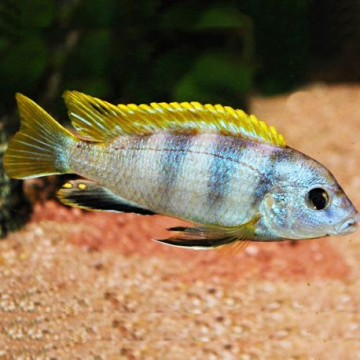 Labidochromis Perlmut 6-8cm lot de 2