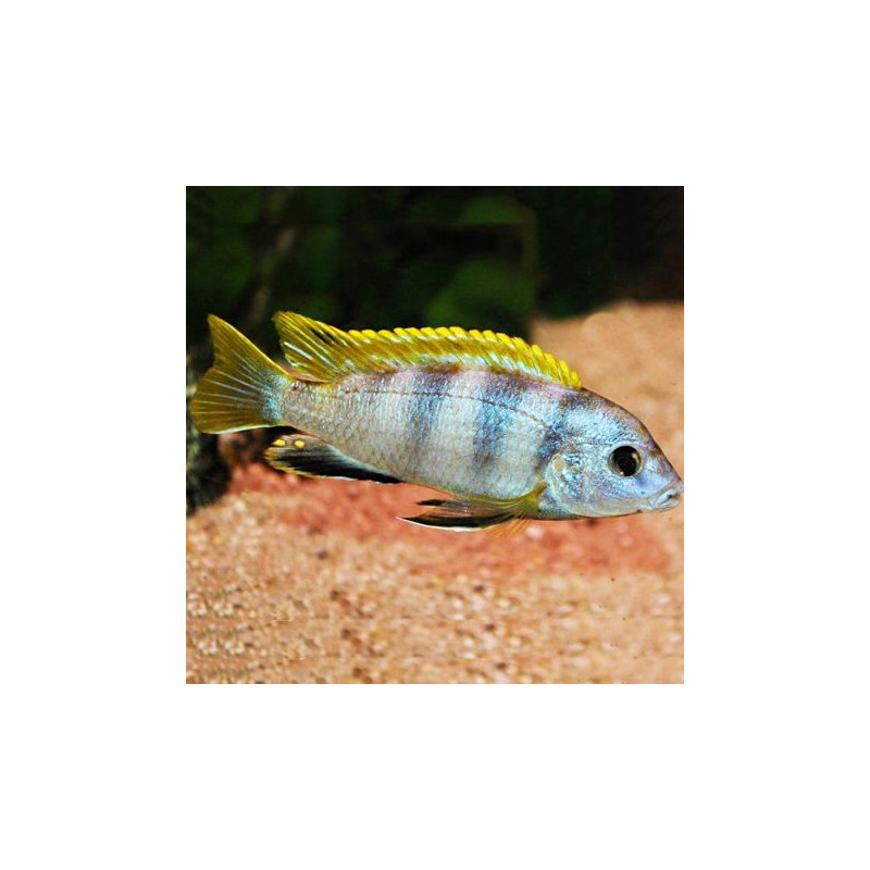 Labidochromis Perlmut 6-8cm lot de 2