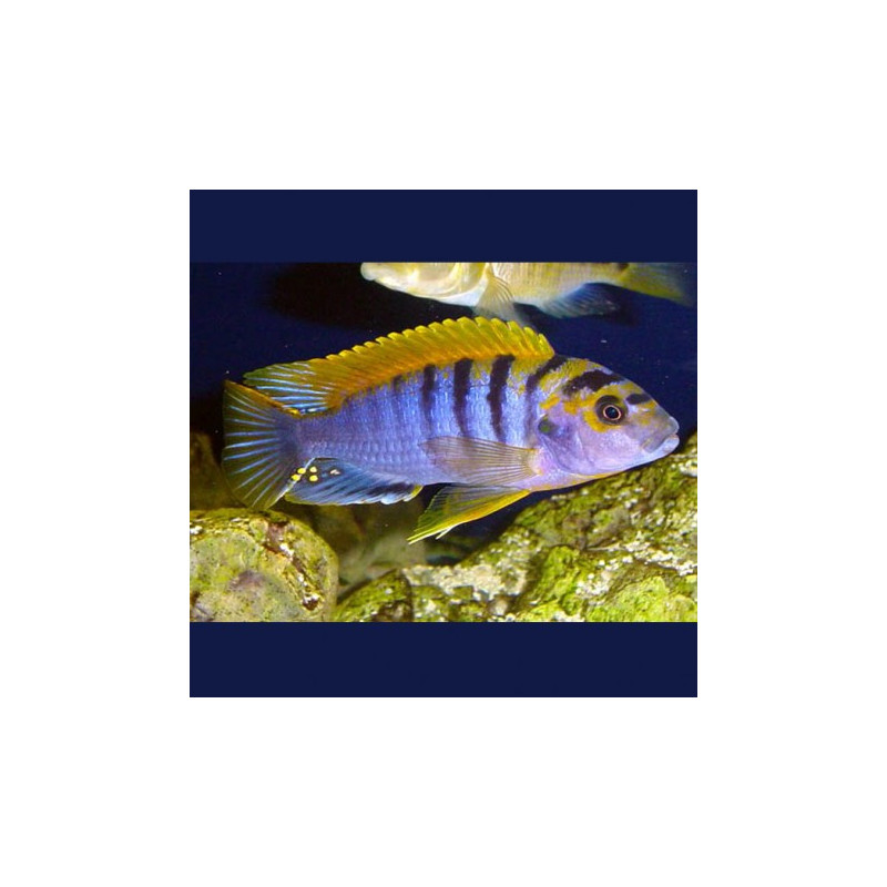 Labidochromis hongi super red top 5-6cm lot de 2