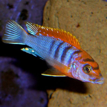 Labidochromis Hongi Sweden 5-6cm lot de 2