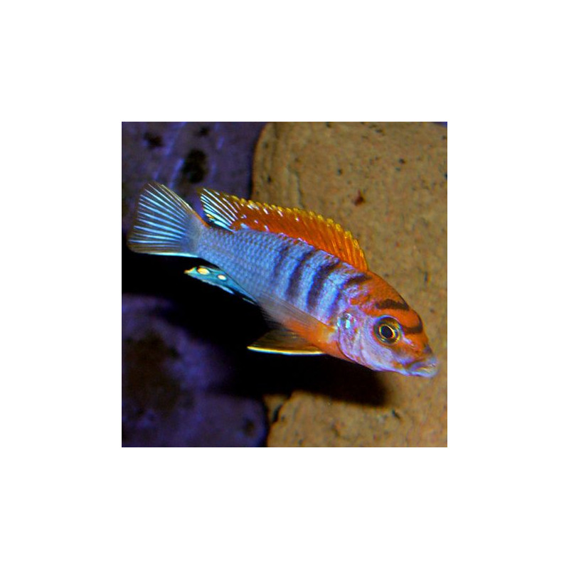 Labidochromis Hongi Sweden 5-6cm lot de 2